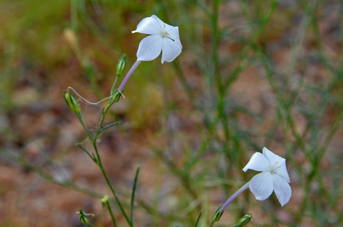 Ipomopsis longiflora, Flaxflowered Ipomopsis